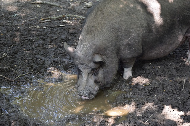 技巧决赛 技巧决赛