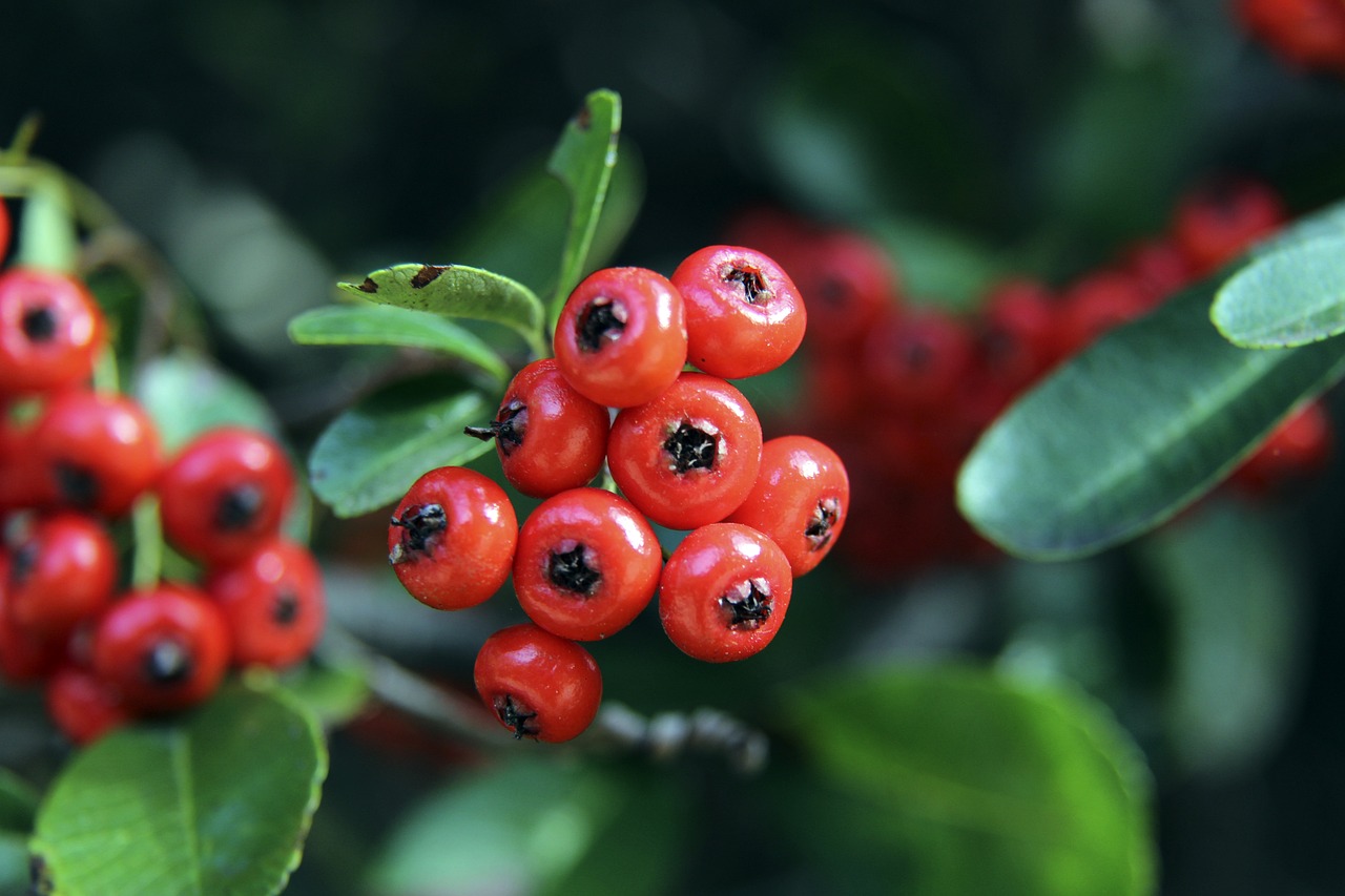 曼联这样的 曼联这样的